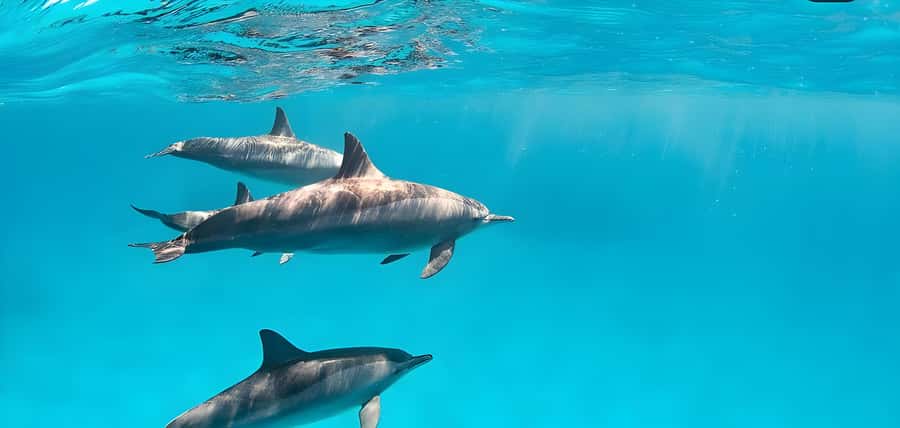 Snorkeling and swimming with dolphins in mnemba island - Why Mnemba Atoll makes a strong half-day outing