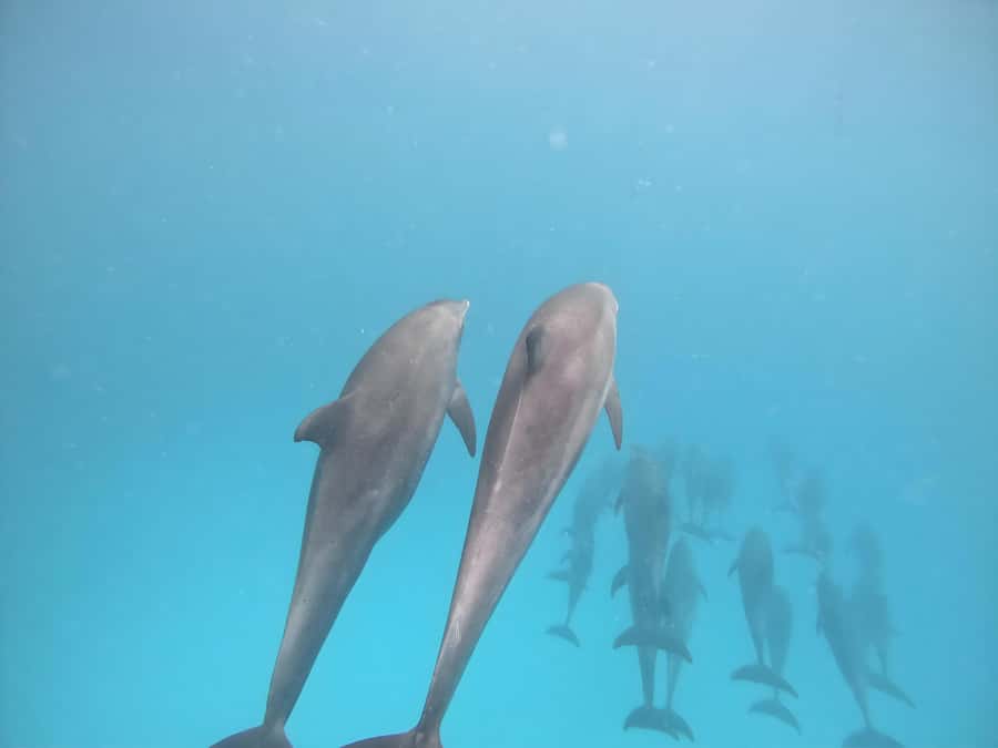 Snorkeling and swimming with dolphins in mnemba island - The Mnemba Island photo stop