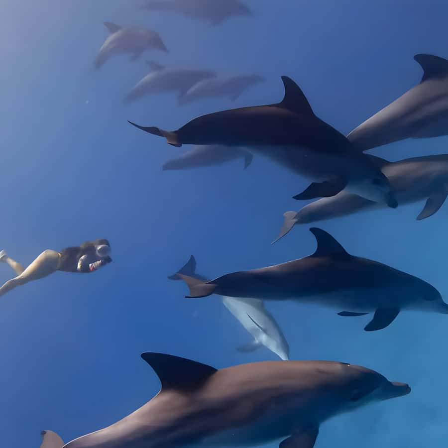 Snorkeling and swimming with dolphins in mnemba island - Returning to the beach and hotel