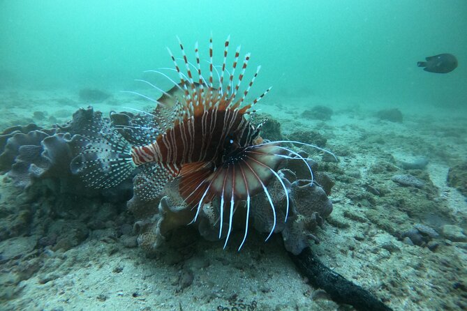 Snorkeling at Dimaniyat Islands and Dolphin Watching - What you are really paying for at $87