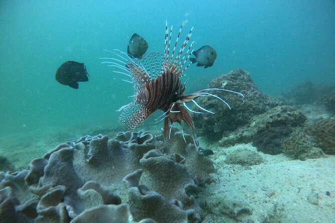 Snorkeling at Dimaniyat Islands and Dolphin Watching - Passing Al Alam Palace on the return
