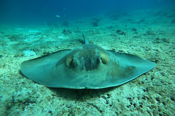 Snorkeling at Dimaniyat Islands and Dolphin Watching - Who will enjoy this boat trip most