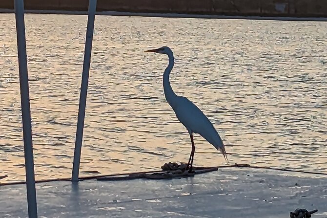 Snorkeling, Dolphin and Wildlife Sightings at St. Andrews Bay - Watching dolphins around Panama City