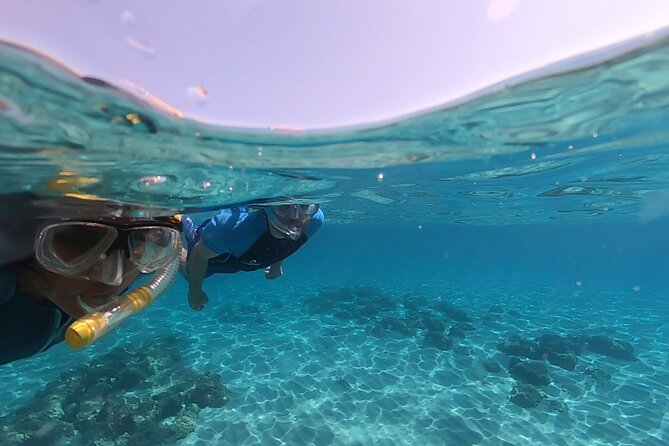 Snorkeling Experience to discover the dolphin inside you! - What $46.10 buys you