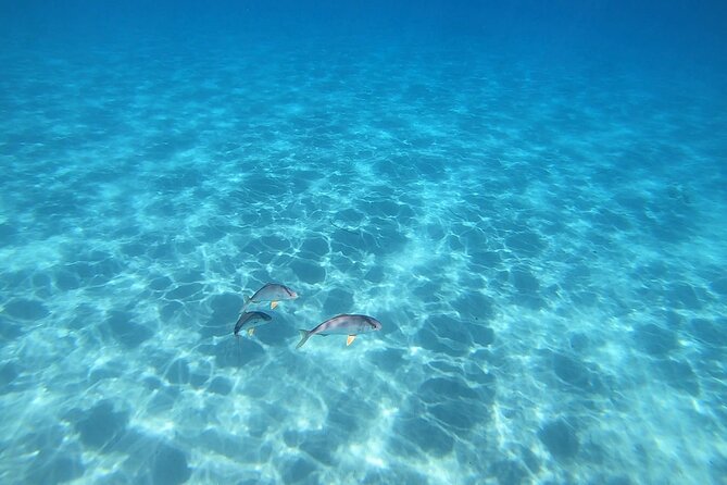 Snorkeling Experience to discover the dolphin inside you! - Who should choose this snorkeling experience