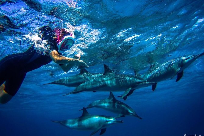 Snorkeling Trip At Satayh Dolphin Reef - Key points to know before booking