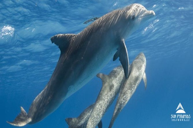 Snorkeling Trip At Satayh Dolphin Reef - The 6:00 a.m. pickup and the road to Hamata