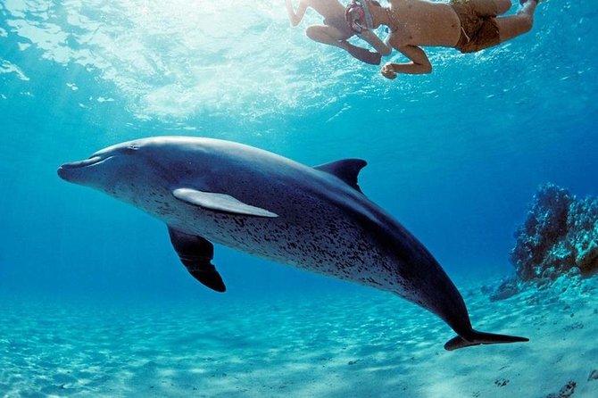 Snorkeling Trip At Satayh Dolphin Reef - The return to Hamata and Marsa Alam