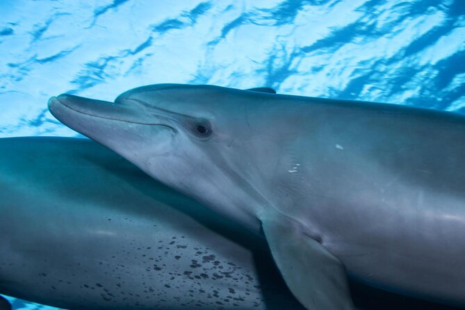 Snorkeling with Dolphins at Dolphin House Boat Trip in Hurghada - Leaving your Hurghada hotel at 8:00 a.m.