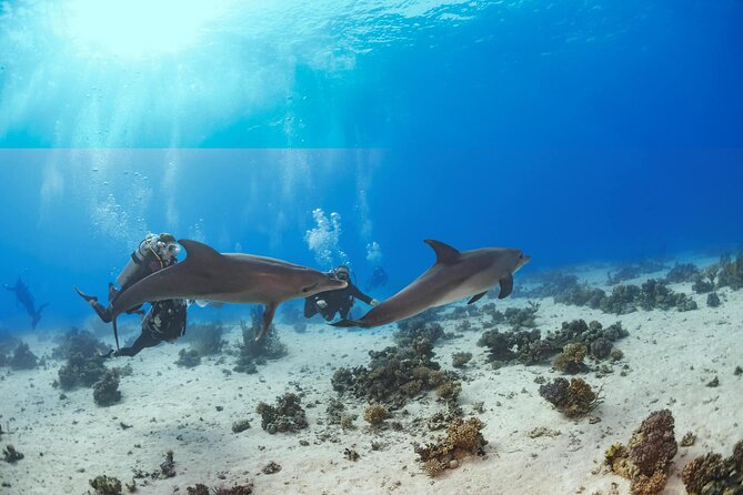 Snorkeling with Dolphins at Dolphin House Boat Trip in Hurghada - Two snorkeling stops in the Red Sea