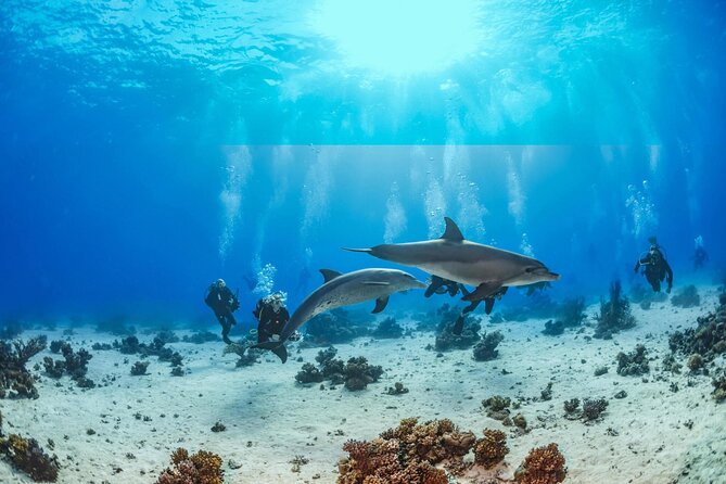 Snorkeling with Dolphins at Dolphin House Boat Trip in Hurghada - Lunch, drinks, and time to relax