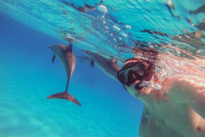 Snorkeling with Dolphins & Lunch In Sataya Reefs From Marsa Alam - Why Sataya Reef is the draw