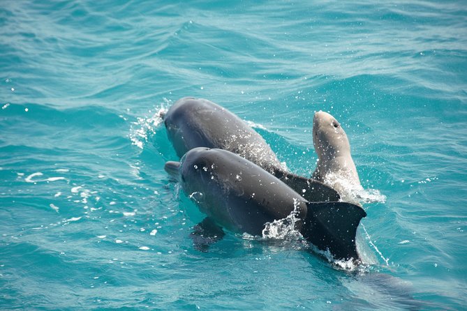 Snubfin Dolphin Eco Cruise from Broome - Six things to know before you go