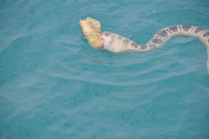 Snubfin Dolphin Eco Cruise from Broome - Who should book this Broome cruise?