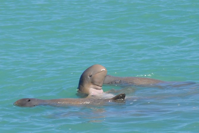 Snubfin Dolphin Eco Cruise from Broome - Wildlife watching with a lighter footprint