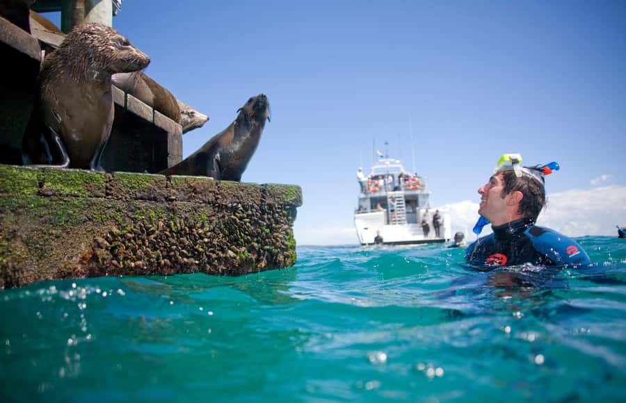 Sorrento: Dolphins & Seals Snorkeling Cruise w/ Lunch - Five details that shape the day