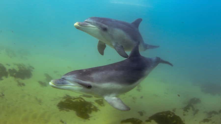 Sorrento: Dolphins & Seals Snorkeling Cruise w/ Lunch - Meeting Australian fur seals in shallow water