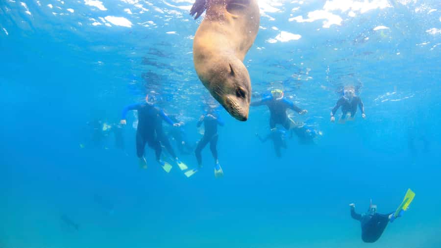 Sorrento: Dolphins & Seals Snorkeling Cruise w/ Lunch - Lunch and a warm break onboard