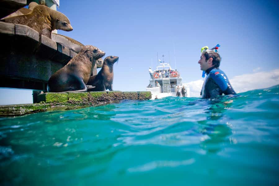 Sorrento: Dolphins & Seals Snorkeling Cruise w/ Lunch - Searching for dolphins without a script