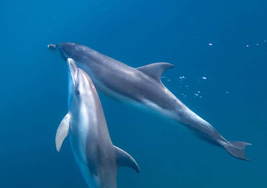 Sorrento: Dolphins & Seals Snorkeling Cruise w/ Lunch - Who should book this cruise?