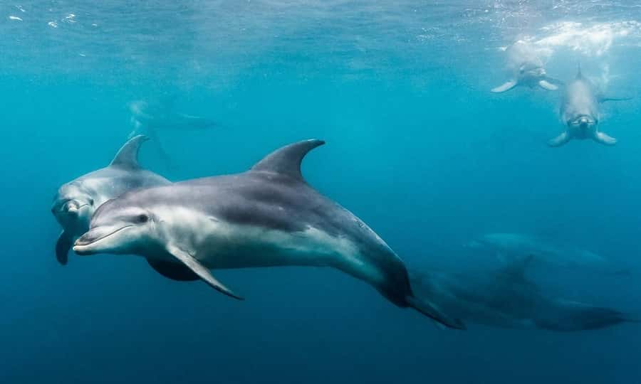 Sorrento: Dolphins & Seals Snorkeling Cruise w/ Lunch - Should you book the Sorrento dolphin and seal cruise?