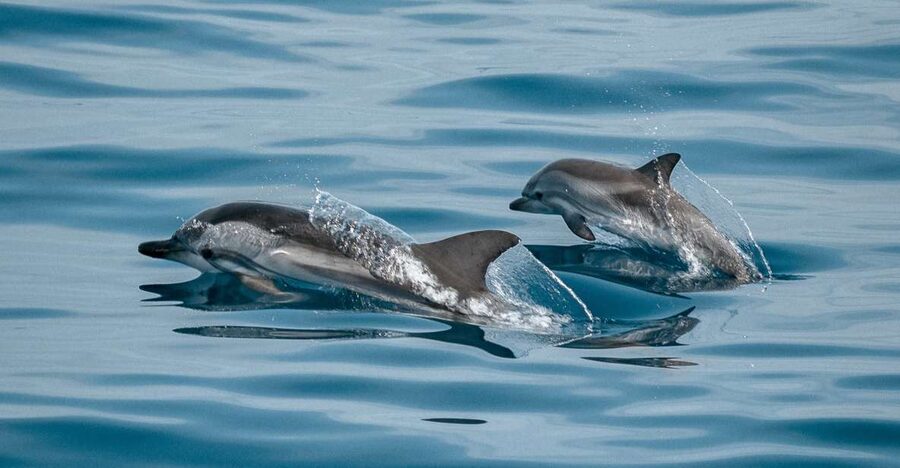 Sotogrande: Dolphin Watching Boat Trip with Drink - Four details that shape the experience