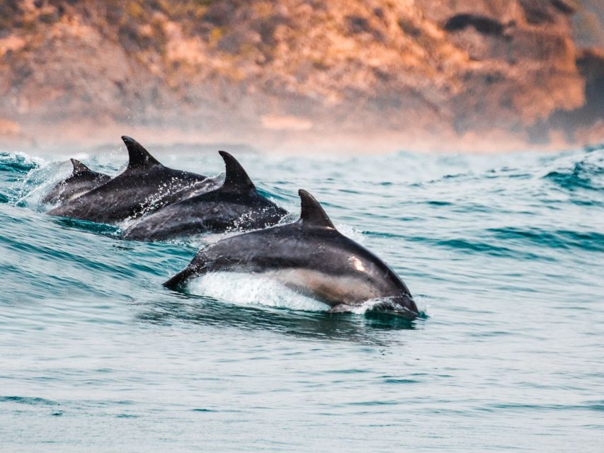 Sotogrande: Dolphin Watching Boat Trip with Drink - Following the coast toward the Strait