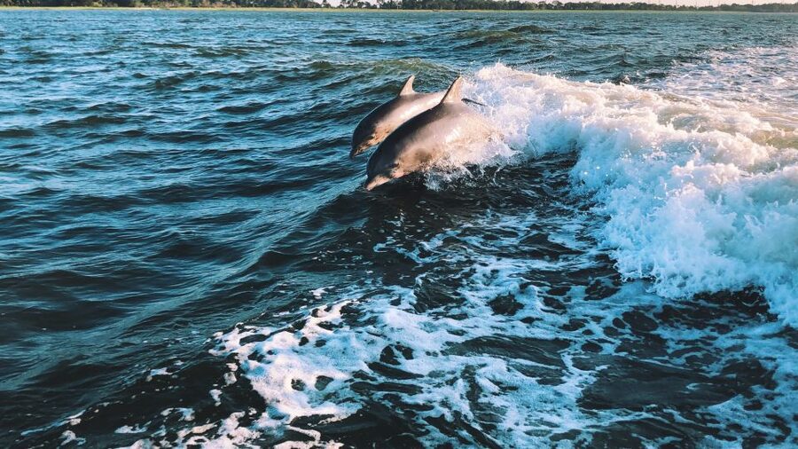 Sotogrande: Dolphin Watching Boat Trip with Drink - My verdict on the Sotogrande boat trip
