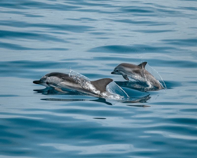 Sotogrande: Dolphin Watching Boat Trip with Drink - Why the PUMA 34 makes a difference