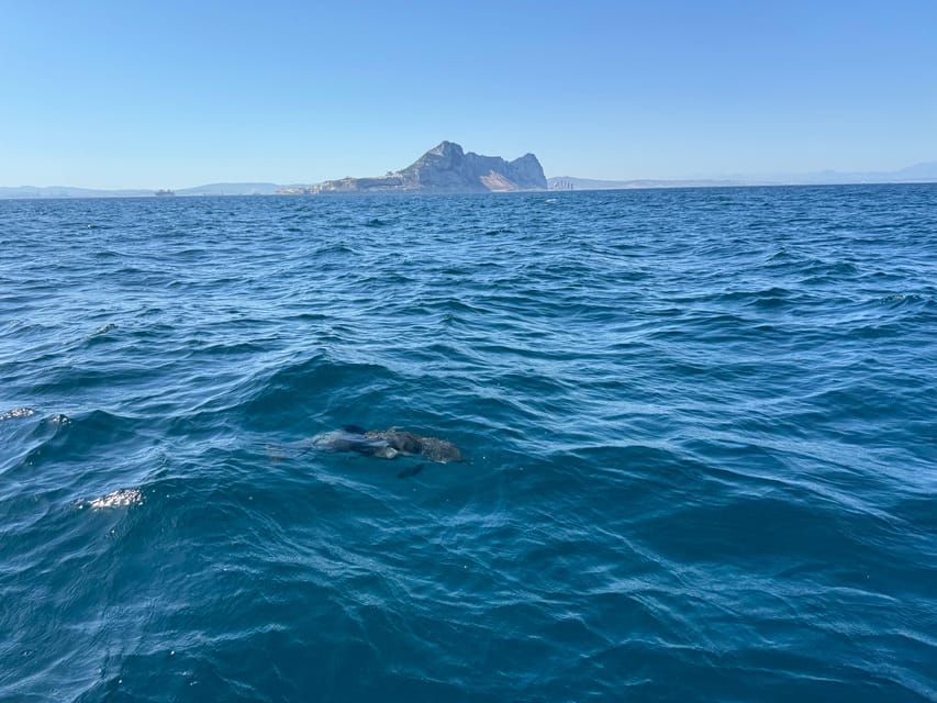 Sotogrande: Dolphin watching experience with expert crew - Is it suitable for families?