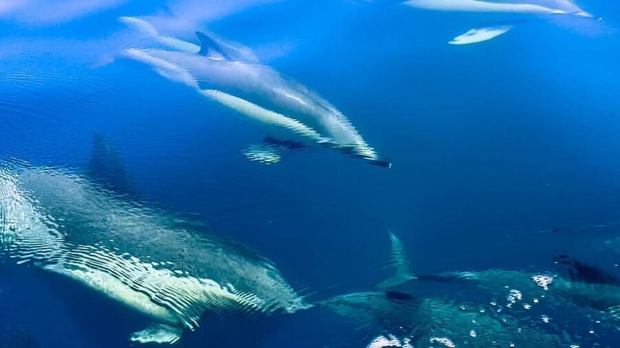 Sotogrande: Dolphin watching experience with expert crew - Toward the Rock of Gibraltar and the Pillars of Hercules