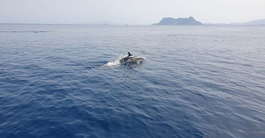 Sotogrande: Dolphin watching experience with expert crew - Is $100 good value for 150 minutes?