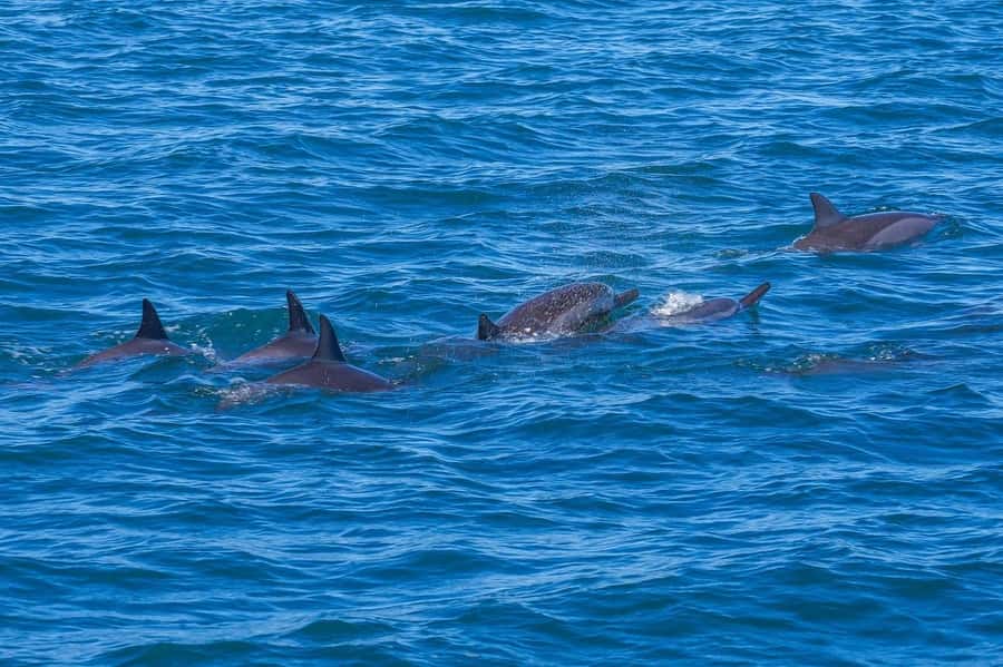 Speedboat to Ile aux Benitier: Dolphin Encounter & Lunch - Snorkeling and the Crystal Rock stop