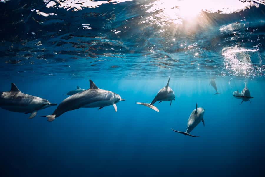 Speedboat to Ile aux Benitier: Dolphin Encounter & Lunch - Ile aux Benitiers and the long barbecue lunch