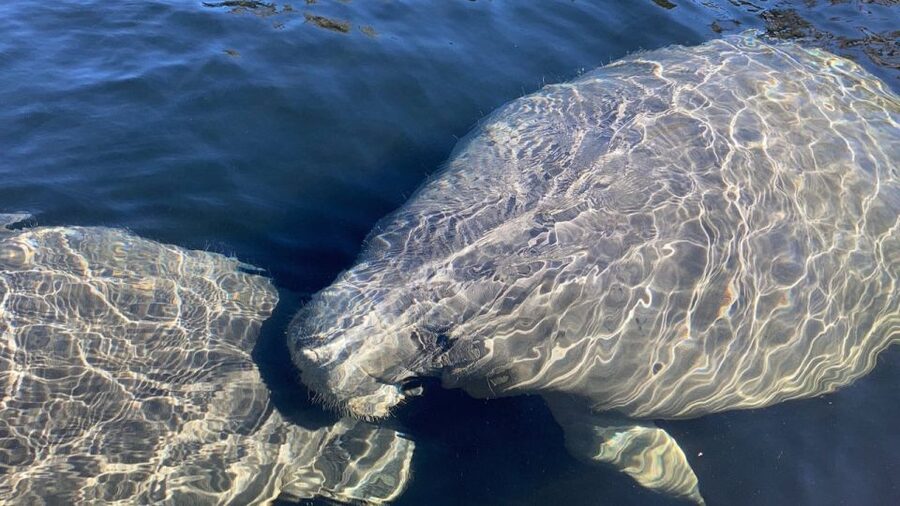 St. Augustine: Dolphin and Manatee Paddle or Kayak Tour - Dolphins, Manatees, Turtles, and Smaller Surprises