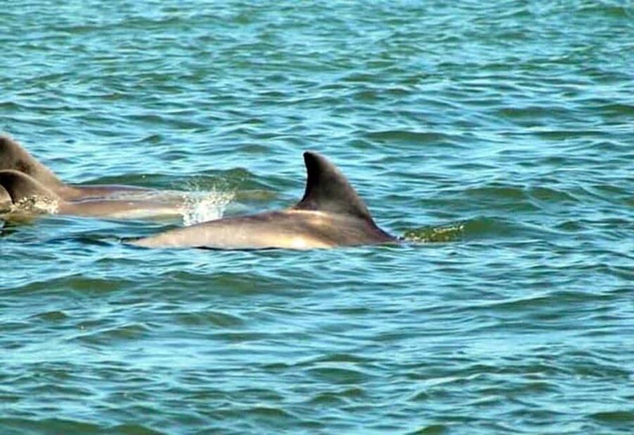 St. Augustine: Dolphin and Wildlife Historical Boat Tour - Key points to know before you go
