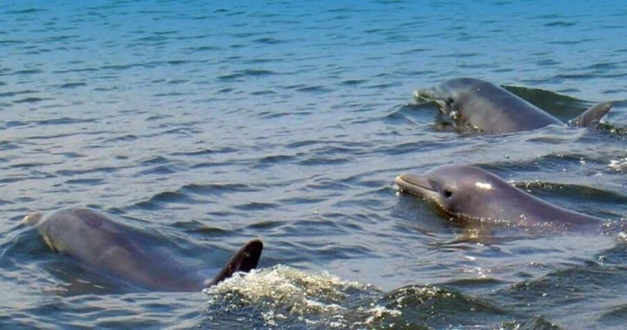 St. Augustine: Dolphin and Wildlife Historical Boat Tour - Starting at Conch House Marina on Anastasia Island