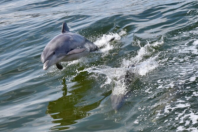 St. Augustine Dolphin Watch and Historical Harbor Tour - Quick takeaways