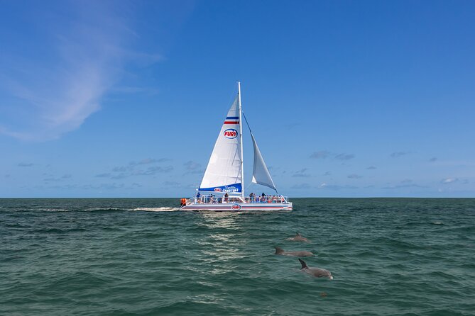 St. Augustine Dolphin Watch and Historical Harbor Tour - What the 90-minute cruise actually offers