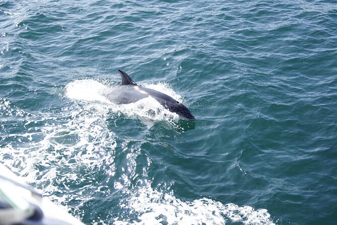 St. Augustine Dolphin Watch and Historical Harbor Tour - A peaceful boat ride, not a running lecture