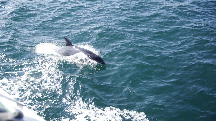 St. Augustine: Dolphin Watching Harbor Tour with Drinks - Who should book this cruise?