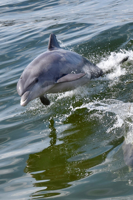 St. Augustine: Dolphin Watching Harbor Tour with Drinks - Booking details worth knowing
