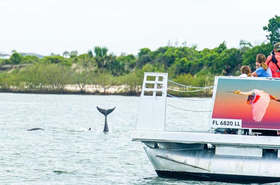 St. Augustine: Expert-Led Dolphin & Wildlife Eco Adventure - A Calm Introduction To St. Augustine’s Waterways