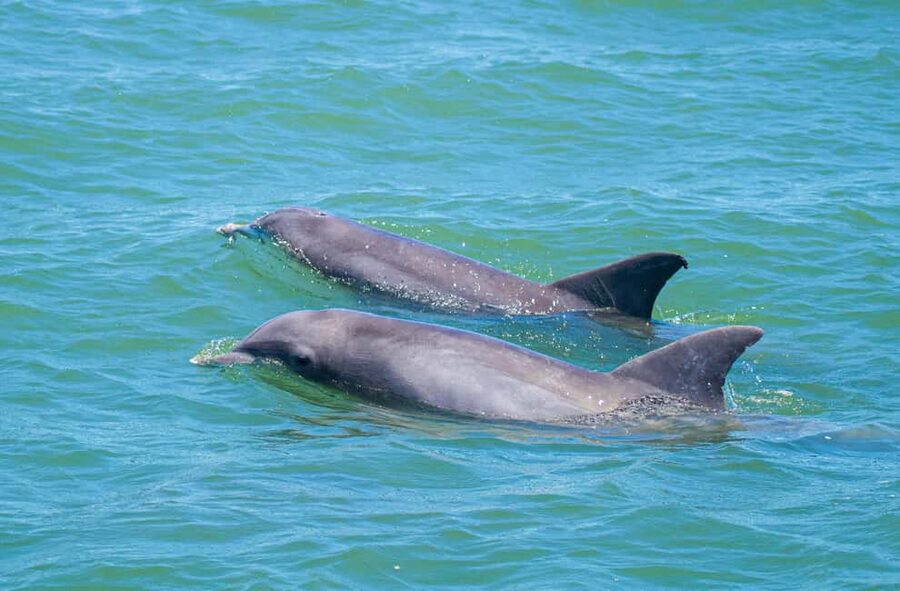 St. Augustine: Expert-Led Dolphin & Wildlife Eco Adventure - Boarding The Osprey At Camachee Cove