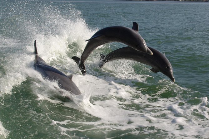 St. Pete Beach Dolphin Racer Adventure - Key points to know before you go