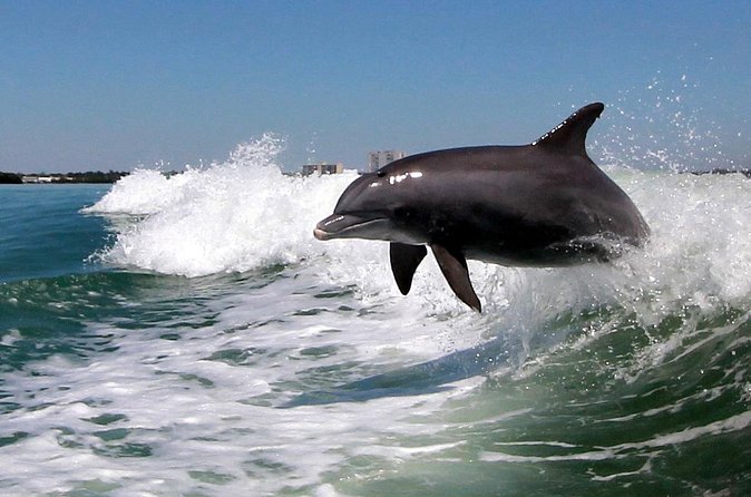 St. Pete Beach Dolphin Racer Adventure - Why the captain matters