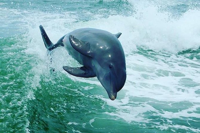 St. Pete Beach Dolphin Racer Adventure - Price, value, and the small extras