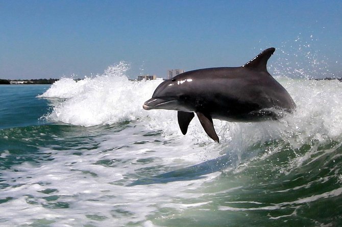 St. Pete Beach Dolphin Racer Adventure - Who will enjoy this trip most