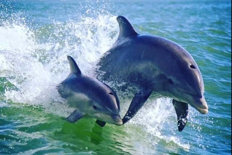 St. Pete Beach: Dolphin Racer Cruise by Speedboat - Searching for dolphins in the Gulf