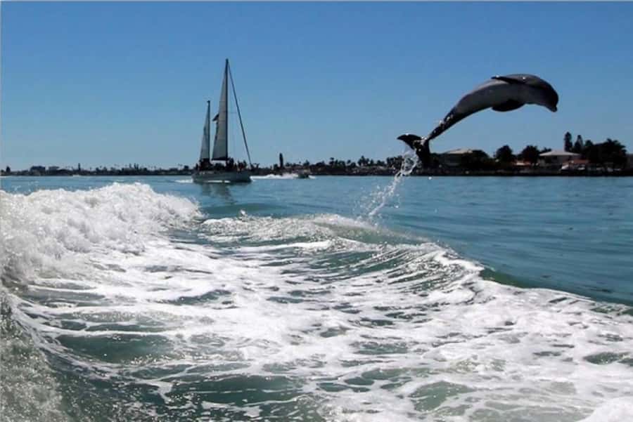 St. Pete Beach: Dolphin Racer Cruise by Speedboat - Views beyond the dolphins